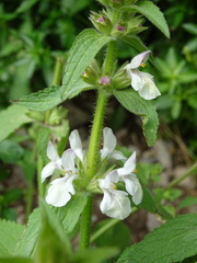 Stachys spinulosa