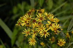 Senecio sarracenicus