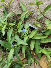 Commelina