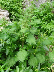 Urtica pilulifera