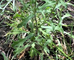 Vittadinia