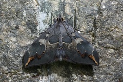 Ischyja ferrifracta