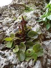 Umbilicus horizontalis