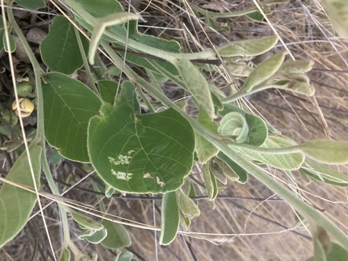 Annona senegalensis subsp. senegalensis image