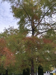 Taxodium