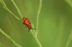 Crioceris duodecimpunctata