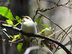 Melithreptus lunatus