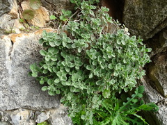 Teucrium