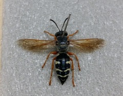 Stizus pulcherrimus
