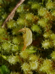 Pterostylis alobula