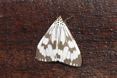 Nyctemera adversata