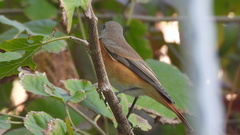 Phoenicurus phoenicurus