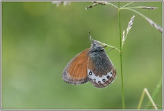 Coenonympha gardetta