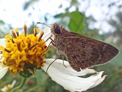 Callimormus saturnus