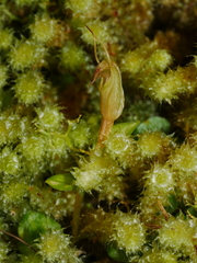 Pterostylis alobula