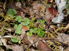 Pterostylis alobula