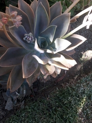 Graptopetalum