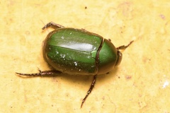 Anomala rubripes rubripes