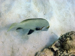 Plectorhinchus