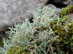 Cladonia rangiformis