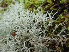 Cladonia rangiformis
