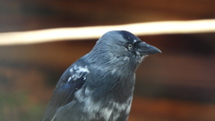 Corvus monedula