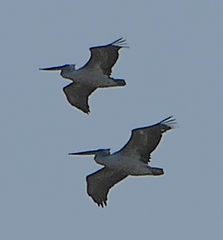 Pelecanus crispus