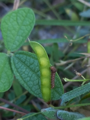 Lepidoptera
