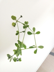 Galium rotundifolium