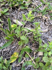 Mecardonia procumbens