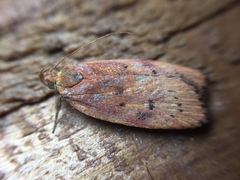 Phaeosaces coarctatella