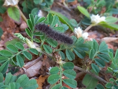 Erebidae