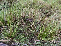 Carex iynx
