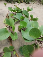Ipomoea pes-caprae brasiliensis