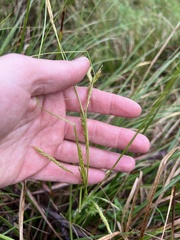Carex iynx