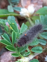 Erebidae