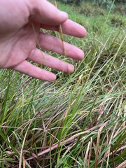 Carex iynx