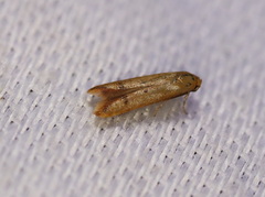 Tachystola hemisema