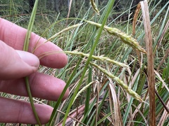 Carex iynx