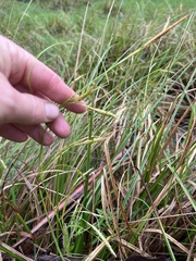 Carex iynx