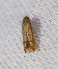Tachystola hemisema
