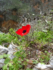 Anemone coronaria