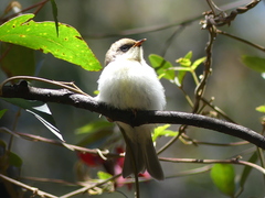 Melithreptus lunatus