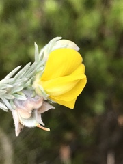 Aspalathus nickhelmei