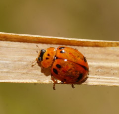 Harmonia octomaculata
