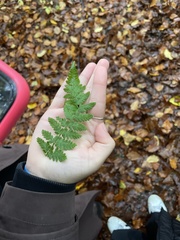 Dryopteris intermedia