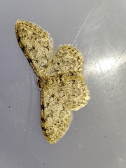 Idaea cervantaria
