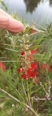 Melaleuca viminalis viminalis