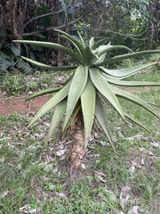 Aloe marlothii
