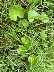 Centella cordifolia